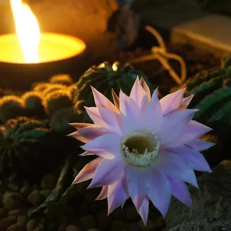 אכסניה Gaia Porto וילה נובה דה גאיה